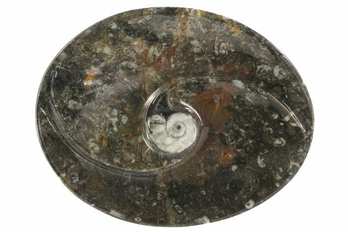 Oval Shaped Fossil Goniatite Dish #73753